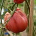 tomato-zhefen-short-002.jpg
