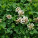 trifolium-repens-001.jpg