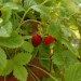 tumbleberry-004.jpg
