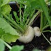 turnip-white-milan-002.jpg