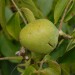 walnut-broadview-001.jpg
