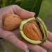 walnut-broadview-002.jpg