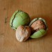 walnut-broadview-003.jpg