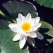 water-lily-alba-001.jpg