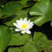 water-lily-alba-002.jpg