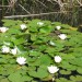 water-lily-alba-003.jpg