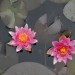 water-lily-miniature-rubra-002.jpg