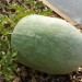 watermelon-charleston-grey-003.jpg