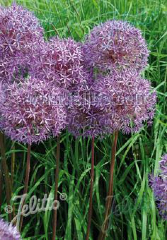 50 seeds Aflatuni onion Allium aflatunense 