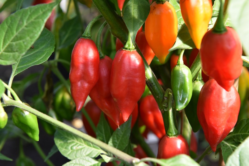 Hot Paper Lantern Chilli Pepper Seed Capsicum Chinense Buy Online