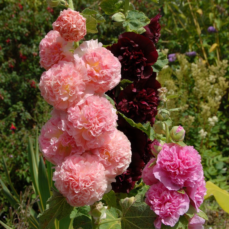 Hollyhock 'Chater's Double Mixed' (Alcea rosea)