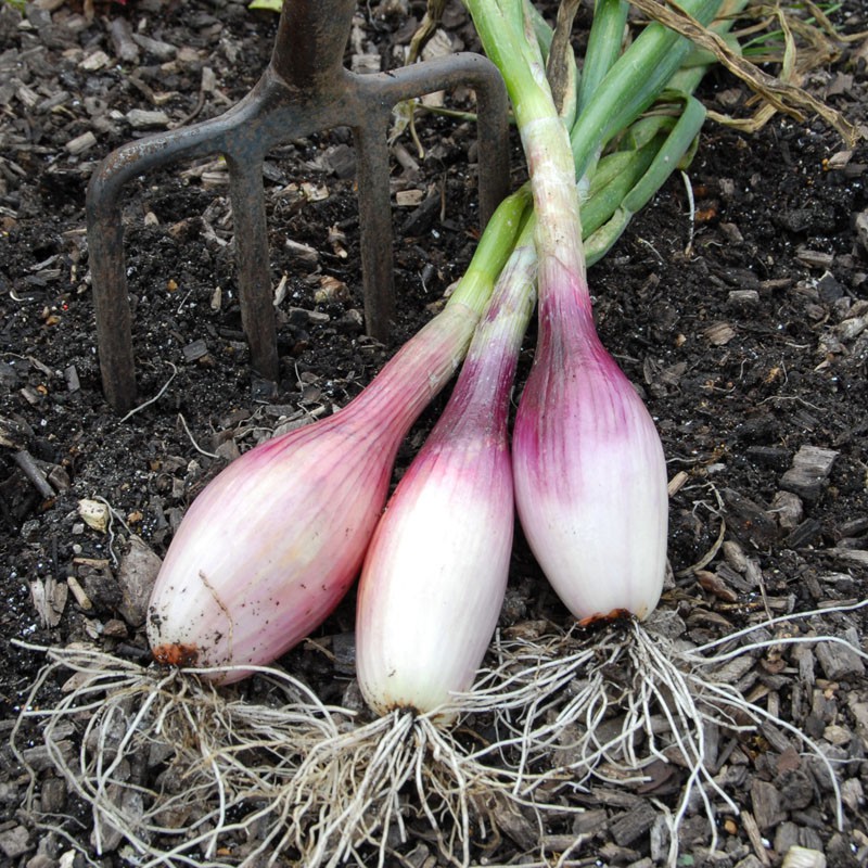 Matador F1 Shallot