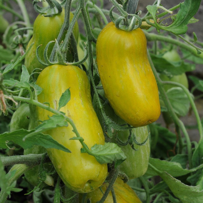 Green Sausage Tomato Seed | Solanum lycopersicum | Buy Online