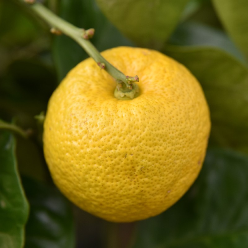 Yuzo Citron Trees For Sale Online