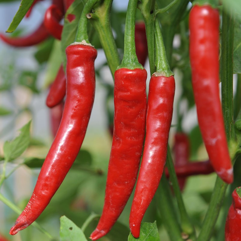 Cayenne Red Chilli Pepper Seed | Capsicum annuum | Buy Online