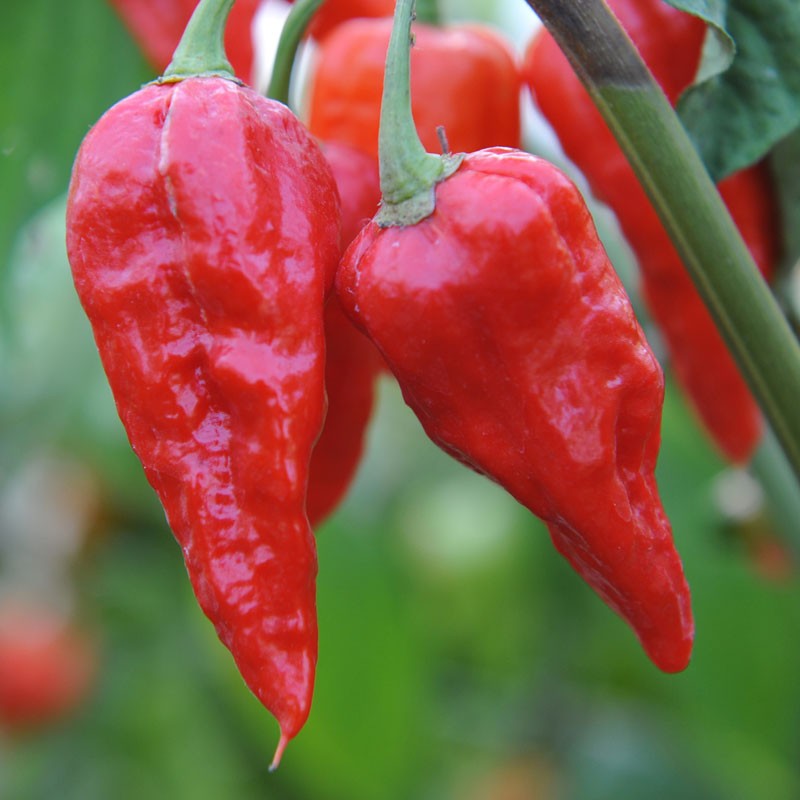 Chilli Pepper Seed 'Naga Morich' | Capsicum chinense | Buy Online