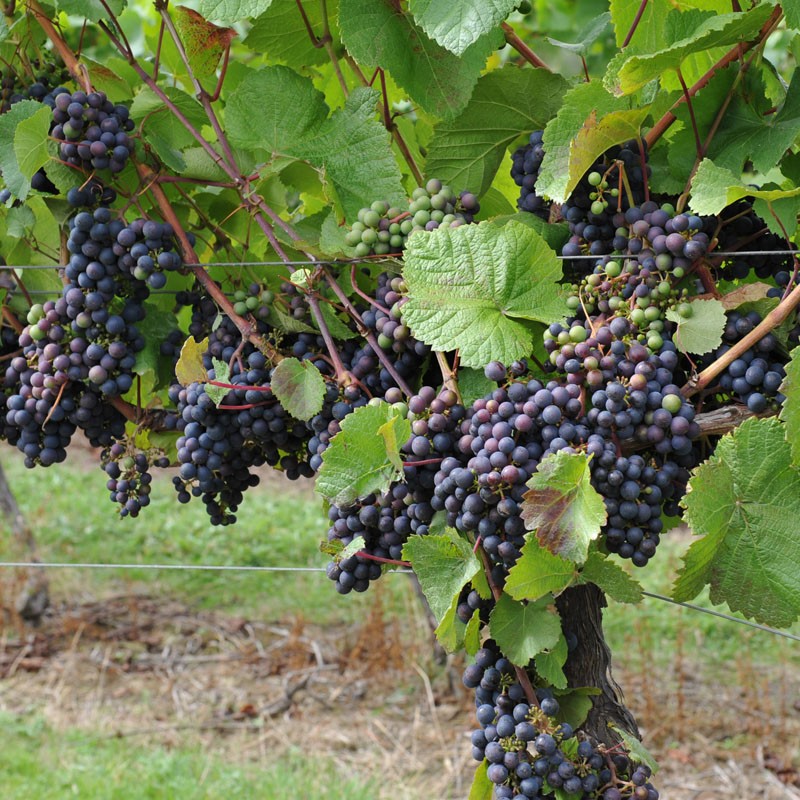 Image result for grape vine
