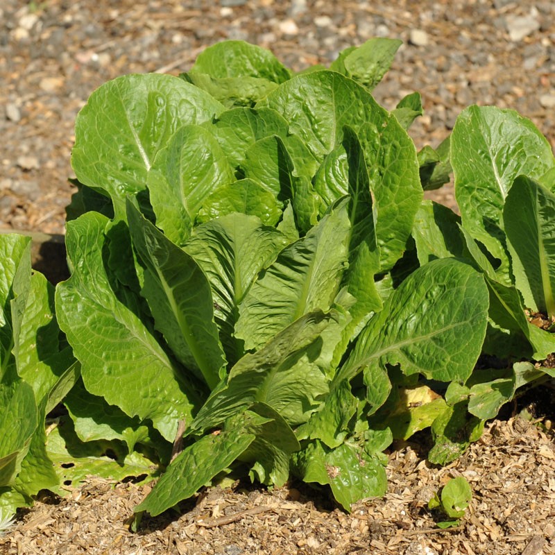 Lettuce lobjoits green cos 100 seeds