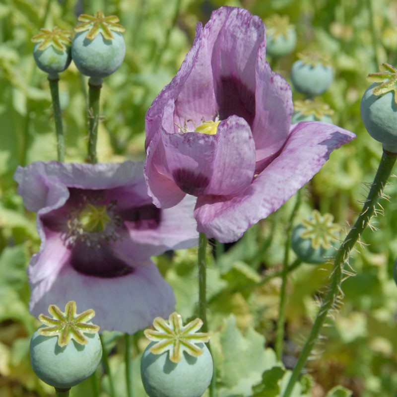 opium poppy papaver somniferum