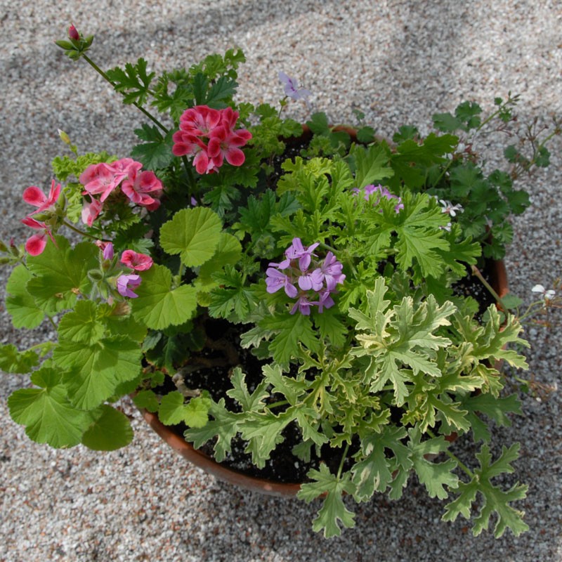 scented geraniums scented geraniums