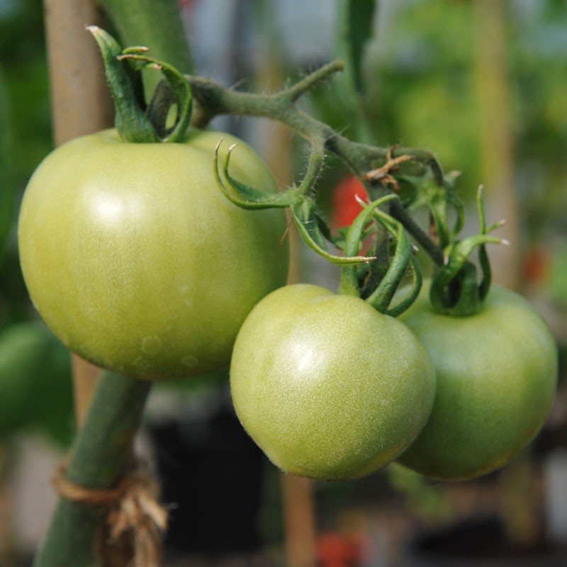 one of The Best Winter Storage Tomatoes!! Tomato Long Keeper 15 Seeds