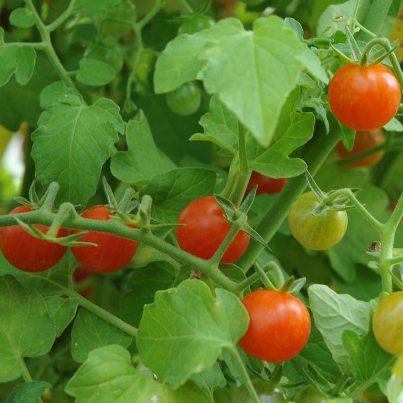 tomato plant sweet pea
