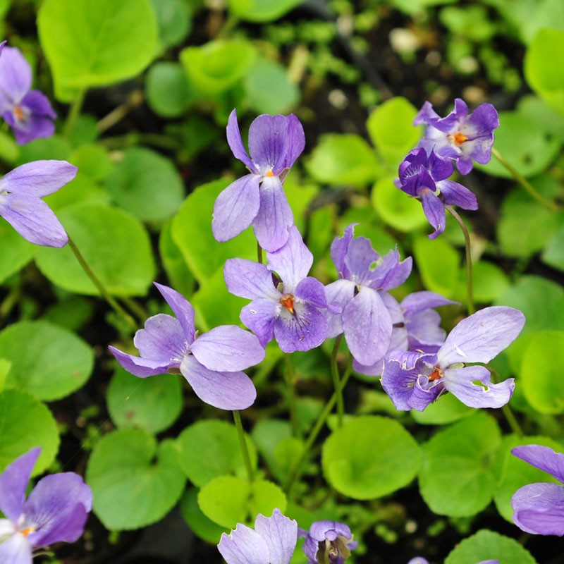 sweet violet viola odorata